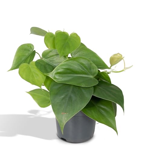 La Green Touch - Philodendron Scandens – Höhe 15 cm, Ø 12 cm – Fallpflanze – Zimmerpflanze – Topf 12 cm, Höhe 15 cm von La Green Touch