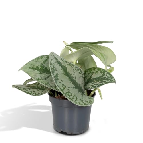 La Green Touch - Pothos Scindapsus Pictus Epipremnum h15 cm – Zimmerpflanze – Topf 12 cm, Höhe 15 cm von La Green Touch