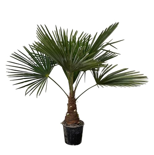Trachycarpus Palme von La Green Touch