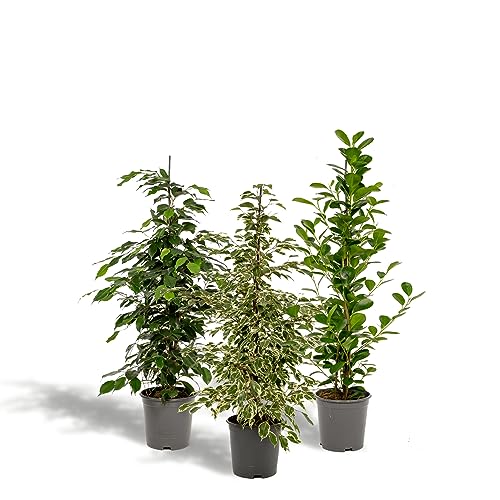La Green Touch - Trio de Ficus Benjamina Microcarpa Höhe 90 cm – Zimmerpflanze – Topf 21 cm, Höhe 95 cm von La Green Touch