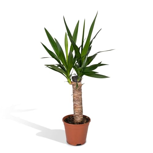 La Green Touch Yucca Höhe 40 cm – Zimmerpflanze – Topf 14 cm, Höhe 40 cm von La Green Touch
