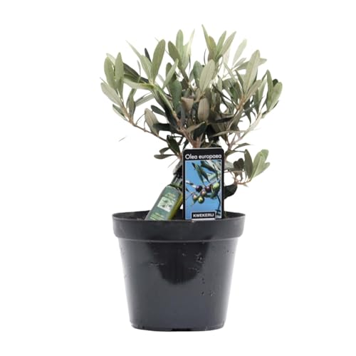 Olivier Olea mit Flasche Olivenöl 25 cm Ø13 Obststrauch Outdoor von La Green Touch