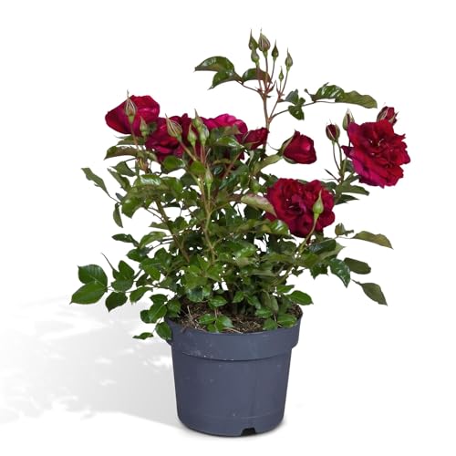 Rote Rose - Outdoor-Blumenpflanze von La Green Touch