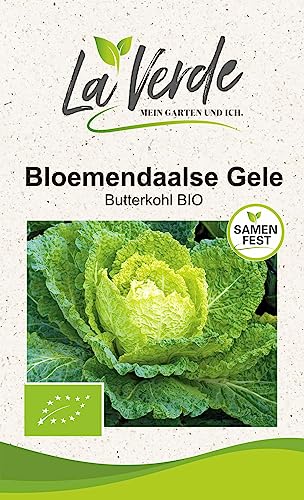 Butterkohl Bloemendaalse BIO Gemüsesamen von La Verde MEIN GARTEN UND ICH.