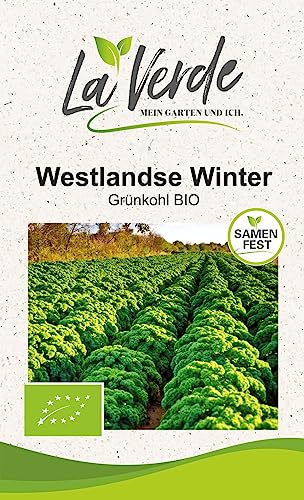 Grünkohl Westlandse Winter BIO von La Verde MEIN GARTEN UND ICH.