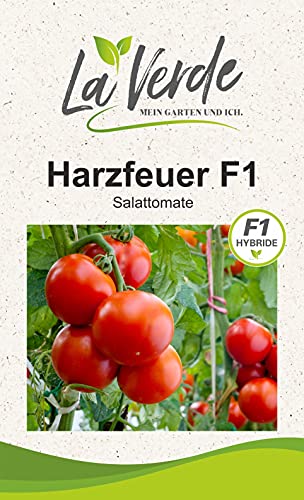 Harzfeuer F1 Tomatensamen von La Verde MEIN GARTEN UND ICH.