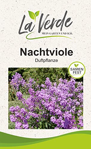 Nachtviole Hesperis Blumensamen von La Verde MEIN GARTEN UND ICH.