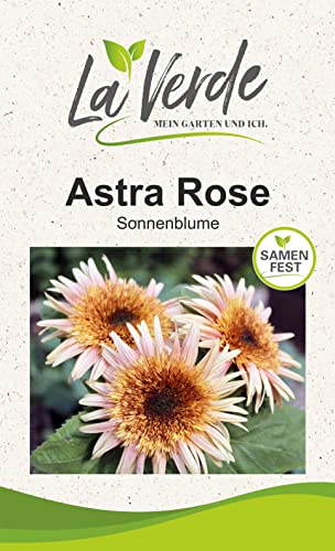 Sonnenblume Astra Rose Blumensamen von La Verde MEIN GARTEN UND ICH.
