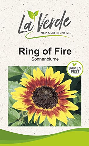 Sonnenblume Ring of Fire Blumensamen von La Verde MEIN GARTEN UND ICH.