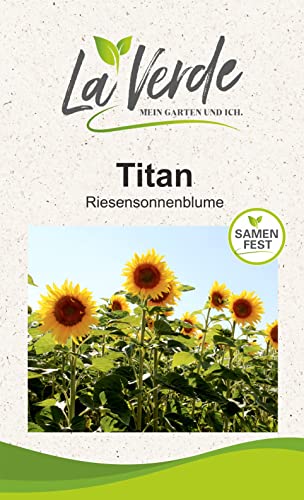 Sonnenblume Titan Blumensamen von La Verde MEIN GARTEN UND ICH.