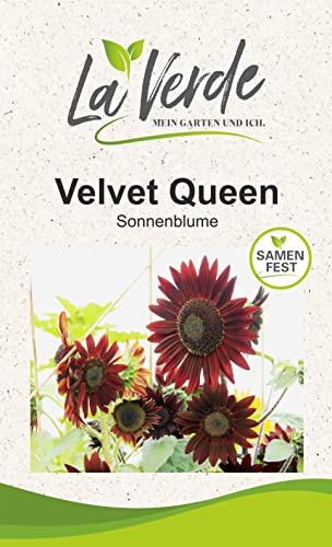 Sonnenblume Velvet Queen Blumensamen von La Verde MEIN GARTEN UND ICH.