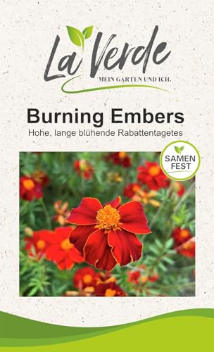 Tagetes Burning Embers Blumensamen von La Verde MEIN GARTEN UND ICH.