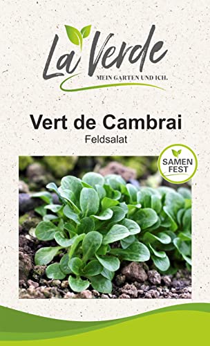 Vert de Cambrai Salatsamen von La Verde MEIN GARTEN UND ICH.
