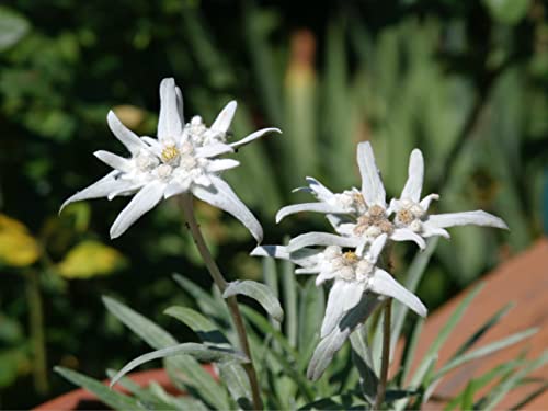 1.000 deutsche Edelweiß Samen (lat. Leontopodium nivale), mehrjährige winterharte Pflanze, inzwischen selten, dennoch wunderbare Bienenweide und reich an Pollen, für Kalk- und steinhaltige Böden ideal von LaCaTho