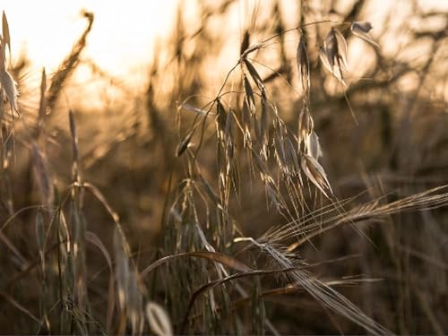 1.500 deutsche Sandhafer Samen (lat. Avena strigosa) - Rauhafer - gegen Fadenwürmer Unkraut & Gründüngung - Schnelle robuste Bodenbedeckung - Sand Hafer für Kaninchen & Hasen Futter von LaCaTho