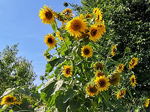 100 Samen große gelbe Sonnenblume Höhe bis 4m, viele Blüten, Helianthus Sonnenblumensamen Saatgut, hohe viele gelbe Blüten, Bienenmagnet Sonnen Blumen, Garten Geschenk von LaCaTho