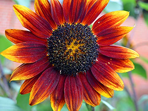 100 Samen rot, bronze blühenden Sonnenblume der Sorte Herbstschönheiten mit viele bunte Blüten, Sonnenblumensamen lat. Helianthus, Saatgut mit rot-orangenen Blüten, Bienenmagnet Sonnen Blumen von LaCaTho