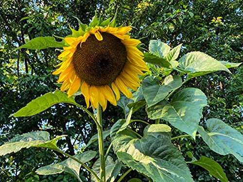 100 Sonnenblumen-Samen, gelbe Schnitt-Sonnenblume für Blumensträuße, gelbe Sonnenblumensorte Taiyo, geeignet für Beet & Topf, Sonnenblumenpflanzen mit langen Stielen für Vasen, Blumenstrauß von LaCaTho