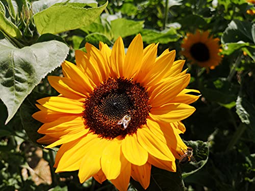 100 Sonnenblumen-Samen, niedrig wachsende Topf-Sonnenblume bis 40cm, klassisch kleine gelbe Blüten der Sorte Sunstar, geeignet für Balkon und Topf, kleine Sonnenblumenpflanzen mit maximal 40cm Höhe von LaCaTho
