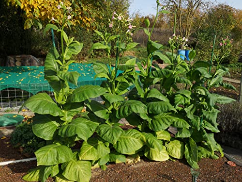 1000 Tabak Samen Mix aus 6 Sorten, Virginia, Orient, Tabaksamen aus Deutschland für den Garten oder Balkon von LaCaTho