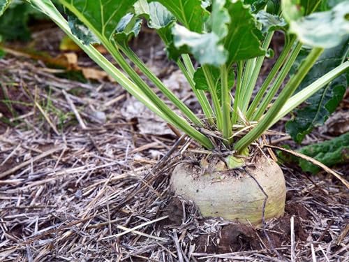 1000 deutsche Rüben Samen – Futterrübe - Runkelrübe –(lat. Beta vulgaris) ertragreiche Futterpflanze - Grünschnitt für Kaninchen & Hasen - Gründünger - Einjährig Mehrjährig Rübe von LaCaTho