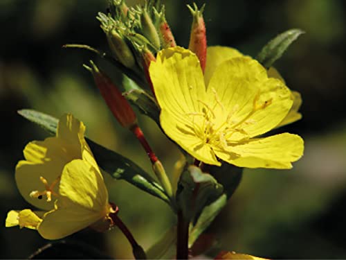 1000 deutsche Samen Nachtkerze (lat. Oenothera biennis), bekannt als Abendblume, Saatgut für Balkon, Kübel, Garten oder Freiland, mehrjährige Heilpflanze Nachtkerzen von LaCaTho