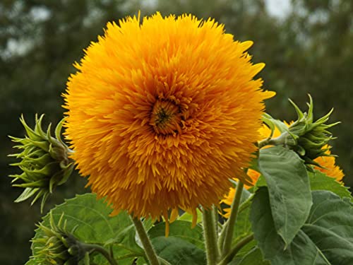 20 Samen der gefüllten, gold-gelben Sonnenblume, Sorte Sonnengold viele kleine Blüten, Helianthus Sonnenblumensamen Saatgut, gelbe volle Blüten, Bienenmagnet Sonnen Blumen, Garten Geschenk von LaCaTho