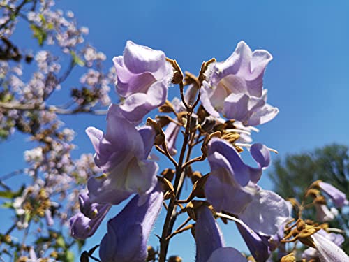 250 Samen vom Blauglockenbaum, Kiribaum Samen lat. Paulownia tomentosa, Blau Glocken Baum Saatgut, als Bonsai Baum geeignet von LaCaTho