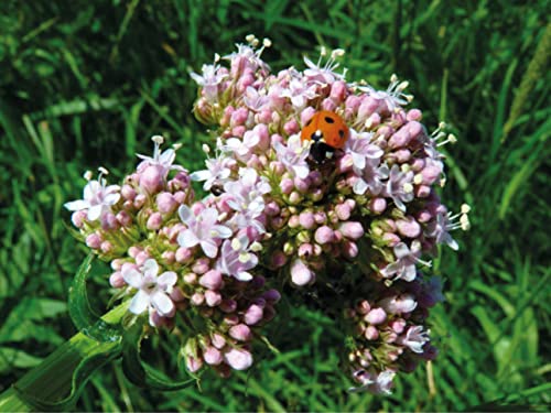 5.000 deutsche Samen vom Echten Baldrian (lat. Valeriana officinalis), Saatgut des Baldrians für Balkon, Kübel, Garten oder Freiland, mehrjährige Heilpflanze von LaCaTho