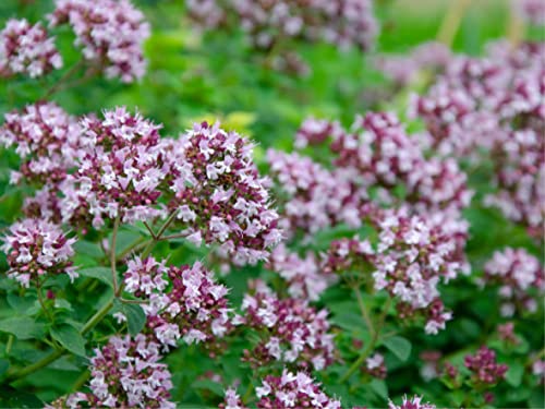 5.000 deutsche Samen vom gewöhnlichen Dost (lat. Origanum vulgare), auch bekannt unter Oregano, mehrjährige lila Pflanze, beliebtes Kraut bei Schmetterlingen und Bienen von LaCaTho