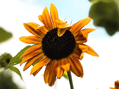 50 Sonnenblumen-Samen, bunte Schnitt-Sonnenblume für Blumensträuße, rot, orange, mehrfarbige Sonnenblumensorte Selma, geeignet für Beet & Topf, tolle Sonnenblumenpflanzen außergewöhnlichen Blühfarben von LaCaTho