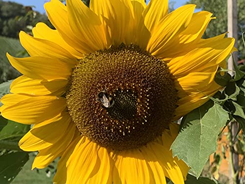 500 BIO Sonnenblumen-Samen, klassisch gelbe Sonnenblume der Sorte Peredovic mit großen gelb-goldenen Blüten, Sonnenblumensamen lat. Helianthus, biologisches Saatgut mit gelber Blüte, Bienenmagnet von LaCaTho