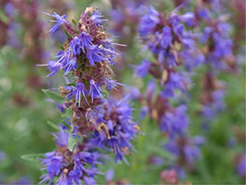 500 deutsche Eisenkraut Samen (lat. Hyssopus officinalis) - mehrjährige winterharte Bienenkraut - auch Ysop genannt - wunderschöne lila-blaue Blüten - bei Bienen sehr beliebt von LaCaTho
