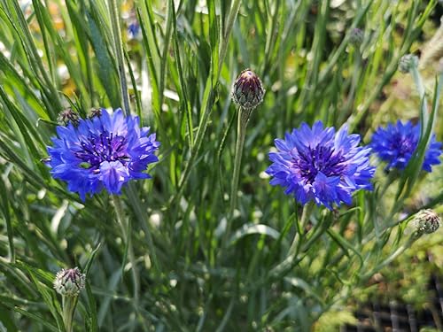 500 deutsche Kornblumen Samen - blaue Kornblume (lat. Centaurea cyanus) - Saatgut für Balkon Kübel Garten oder Freiland - Einjährig – Insekten Bienen freundliche Blumensamen von LaCaTho