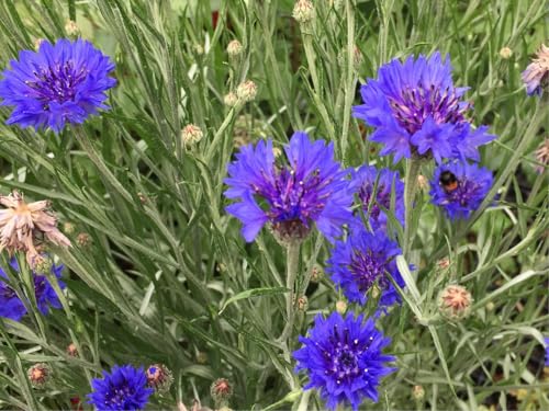 1000 deutsche Kornblumen Samen - blaue Kornblume (lat. Centaurea cyanus) - Saatgut für Balkon Kübel Garten oder Freiland - Einjährig – Insekten Bienen freundliche Blumensamen von LaCaTho