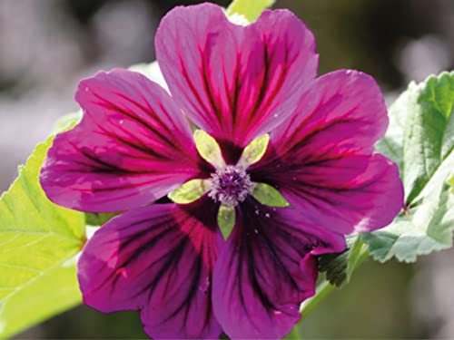 500 deutsche Samen der Wilden Malve (lat. Malva sylvestris) auch bekannt unter Käsepappel, zweijährige lila Pflanze, besonders bei Schmetterlingen und Bienen beliebte winterharte Staude (250 Samen) von LaCaTho