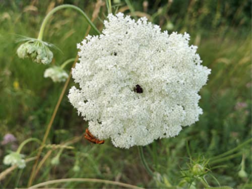 500 deutsche Samen der Wilden Möhre (lat. Daucus carota), pflegeleichte winterharte Blume, die Wilde Möhre ist im Herbst eine wichtige Nahrungsquelle für Insekten von LaCaTho