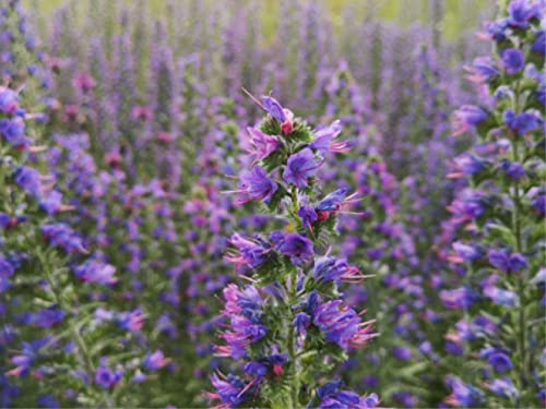 500 deutsche Samen vom Natternkopf (lat. Echium vulgare) auch bekannt unter Blauer Heinrich, zweijährige lila Pflanze, besonders bei Schmetterlingen und Bienen beliebte winterharte Blume von LaCaTho