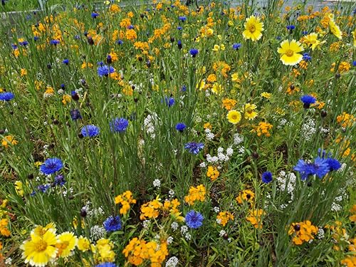 Blumen Mischung für den Garten - 14 Sorten deutsche Sommerblumen -Saatgut für Balkon Kübel Garten & Freiland - Einjährig – Insekten Bienen freundliche Blumensamen (4 m²) von LaCaTho
