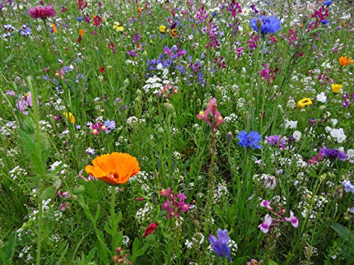 Blumenwiese als Wildkräuter Mischung fünfjährige Bienenweide, insektenfreundlicher Garten mehrjährige winterharte Blühwiese für Bienen Hummeln und Schmetterlinge, Geschenk Geburtstag Einzug (250qm) von LaCaTho