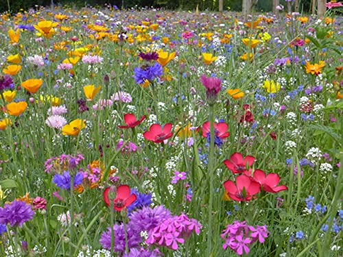 Blumenwiese mit 65 Wildkräuterarten, fünfjährige Bienenweide, insektenfreundliche Blühwiese, Garten wilde mehrjährige winterharte Samenmischung für Bienen Hummeln und Schmetterlinge, Blumenwiesen von LaCaTho