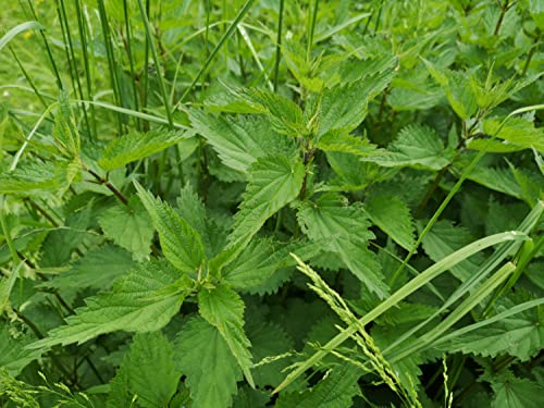 Brennnessel Samen aus Deutschland, mehjährige & winterharte Brennessel (lat. Urtica dioica), samenfeste Brennnesselsamen für Garten, Topf oder Balkonm (2.500 Samen) von LaCaTho