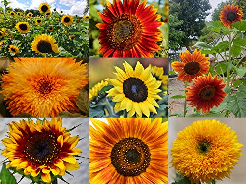 Sonnenblumen Samen im Set: 8 Sorten Sonnen Blumen Saatgut viele Farben: rot gelb orange bronze, lat. Helianthus annuus, Sonnenblumensamen Mix, Mischung bunte gefüllte Blumensamen (150 Samen) von LaCaTho