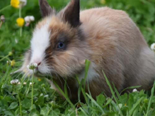 Deutsche Futtermischung für Kleintiere wie Meerschweinchen oder Hasen, die Saatgutmischung für Haustiere mit 17 dauerhafte Sorten, 85% Gräser & 15% Wildkräuter, kurze Keimzeit (5 m² (25.000 Samen)) von LaCaTho