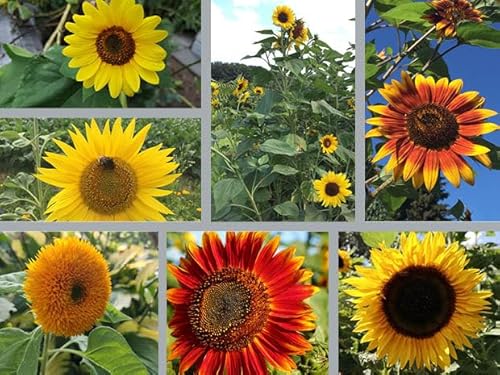 Deutsche Samen - Einzigartiges Sonnenblumen Set – 7 Verschiedene Sonnenblumen – Insektenfreundlicher Garten - pflegeleichte einjährige Pflanzen – Farbenprächtige Blumen von LaCaTho