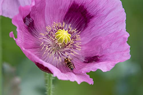 Echter Schlafmohn Samen, 1500 Samen, lila Mohnblumen Saatgut lat. Papaver Somniferum, große lila Blüten mit langer Blühdauer für Insekten (1500 Samen) von LaCaTho