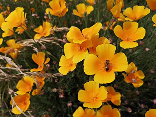 Goldmohn Samen - orangener Mohnsamen mehrjährig & winterhart - lat. Eschscholzia californica (1.500 Samen) von LaCaTho