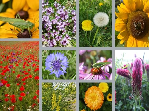 Grashüpfer Mischung – Blumensamen Pflanzen Mix - Heuschrecken freundlicher Garten - Einjährige & mehrjährige Blumen - Artenreiche Insektenwelt - Saatgutmischung Hochbeet Balkon Wildflower von LaCaTho