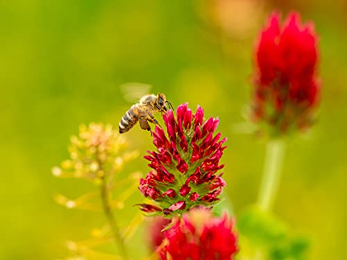 Roter Inkarnatklee Samen, mehrjähriger roter Klee Samen, lat. Trifolium incarnatum (6.000 Samen) von LaCaTho