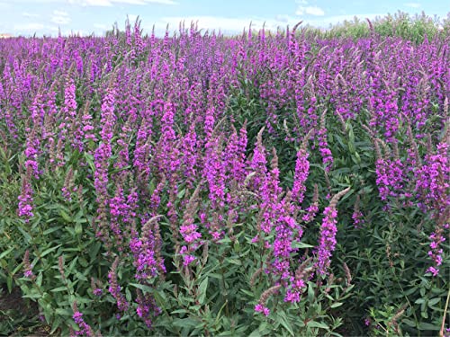 Samen vom deutschen gewöhnlichen Blutweiderich (lat. Lythrum salicaria), mehrjährige lila Teichpflanze, 10.000 Samen der winterharten Blutweideriche, für Schmetterlinge eine verlockende Blühte von LaCaTho